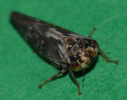 Réf. 330 488 : Balcanocerus pruni